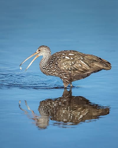 A limpkin releases a freshwater clam in order to get a better purchase before eating. Art Print
